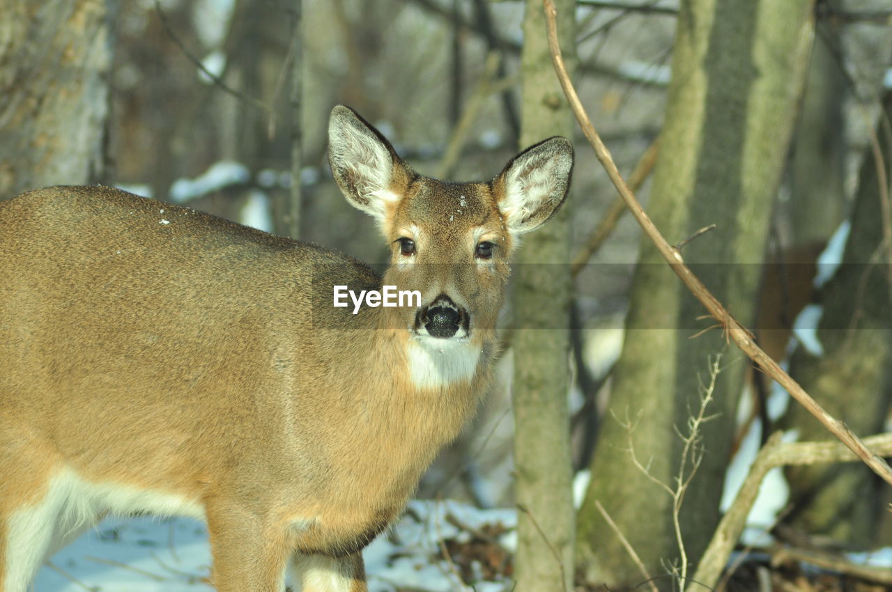 CLOSE-UP OF DEER