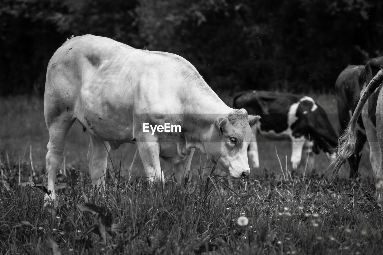 Cows grazing in a field