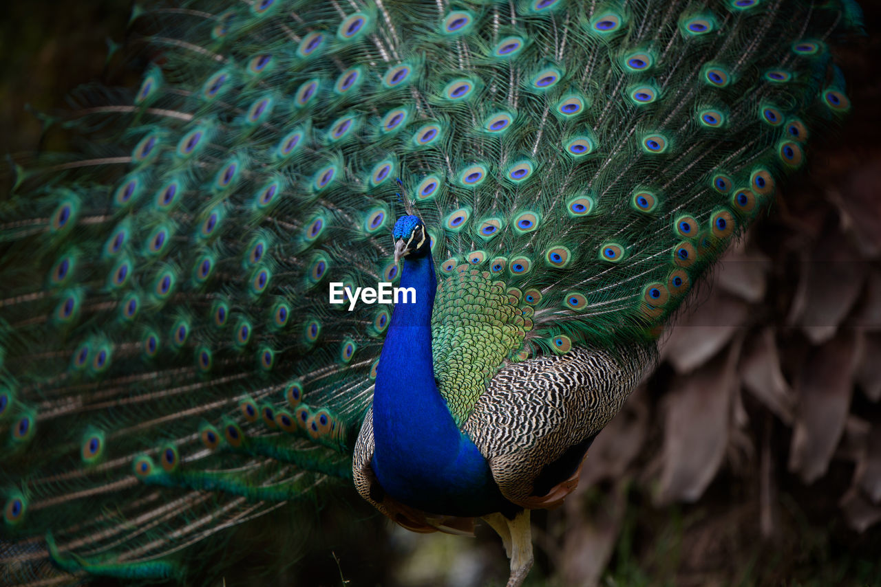 Close-up of peacock with feathers fanned out