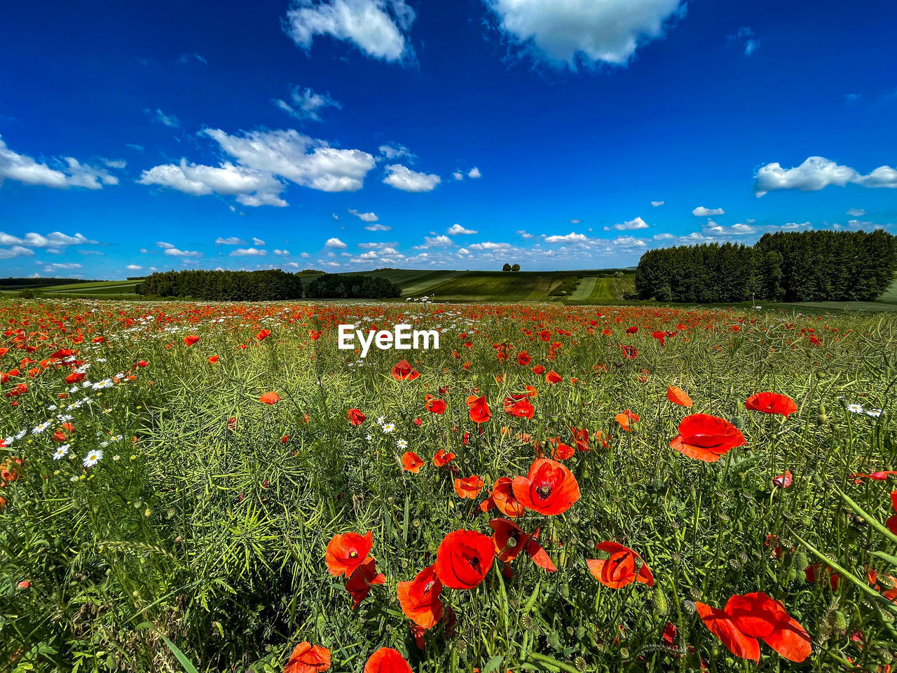 scenic view of flowering plants on field against sky