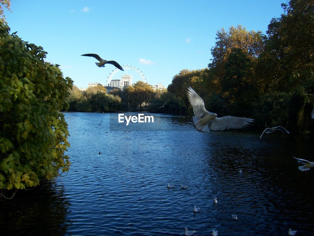 SWAN SWIMMING IN LAKE