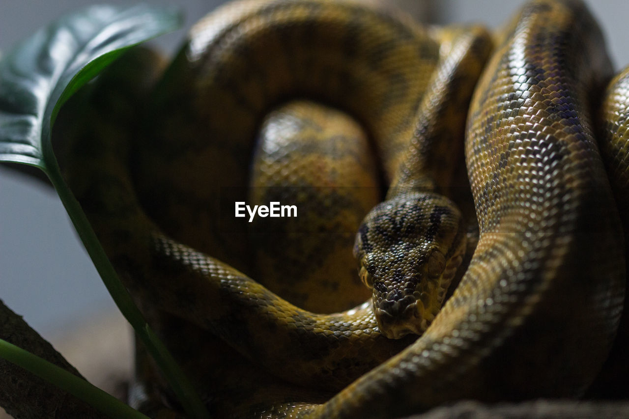 Close-up of python