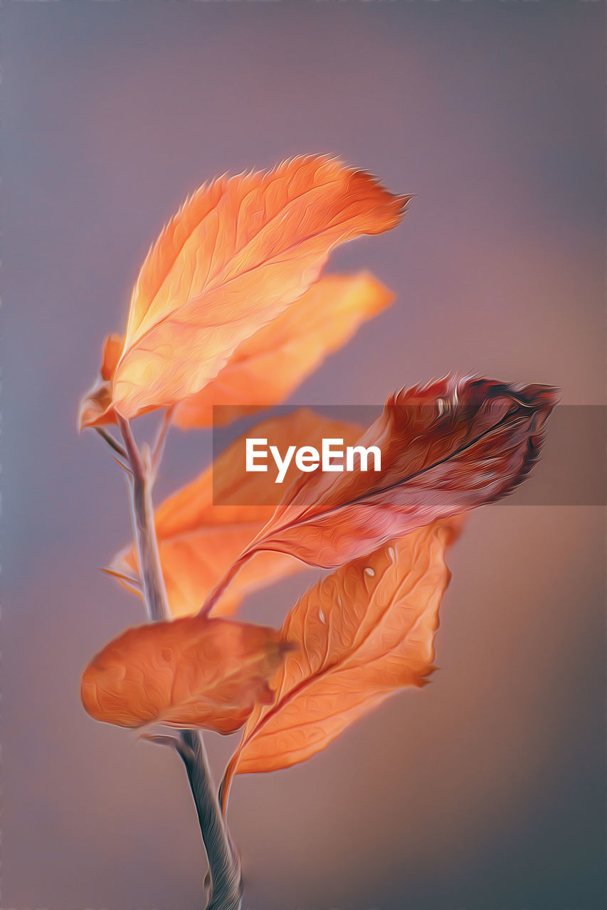 Close-up of orange rose flower