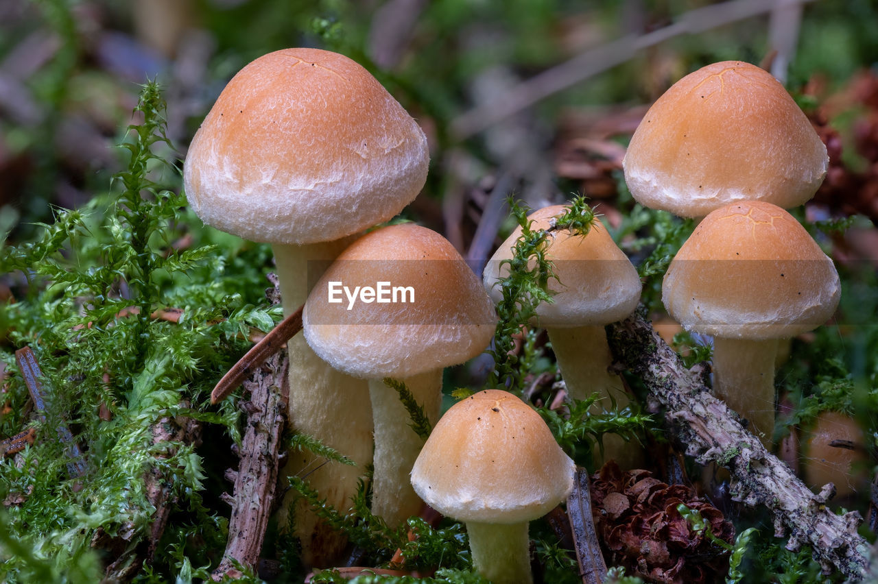 fungus, mushroom, food, vegetable, plant, growth, nature, land, tree, forest, food and drink, close-up, bolete, toadstool, edible mushroom, no people, penny bun, agaricaceae, agaricus, beauty in nature, agaric, moss, freshness, outdoors, day, woodland, fragility, focus on foreground