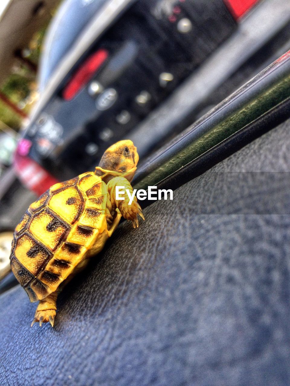 Turtle looking through car window