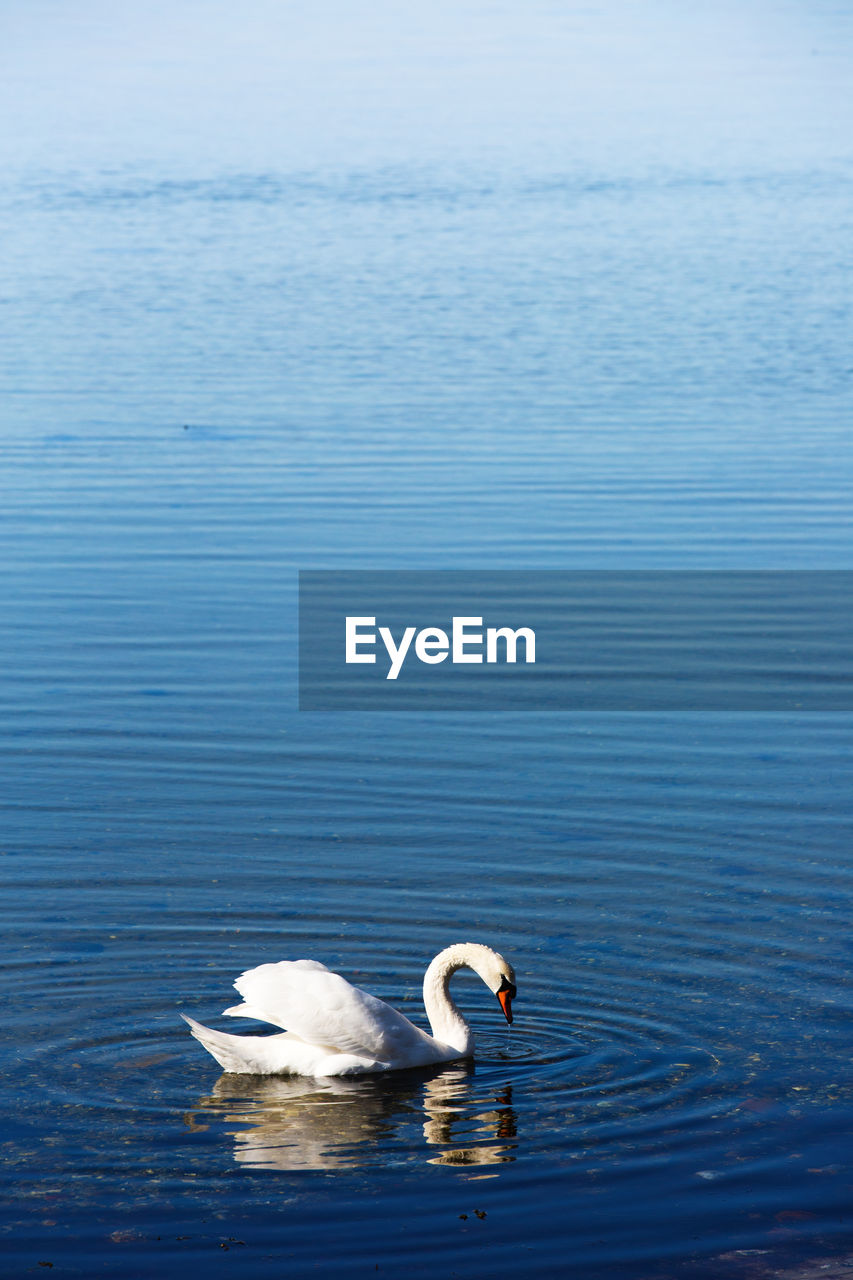 High angle view of swan swimming in lake