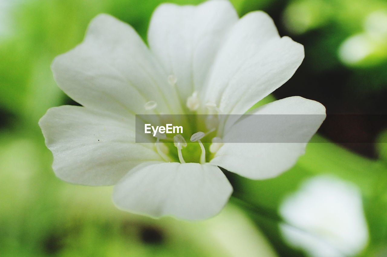 CLOSE-UP OF WHITE FLOWER