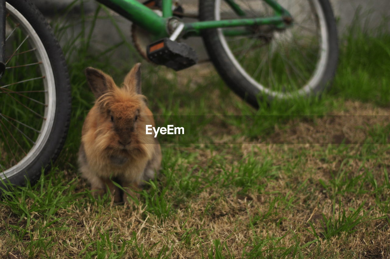 Rabbit by bicycle on grassy field