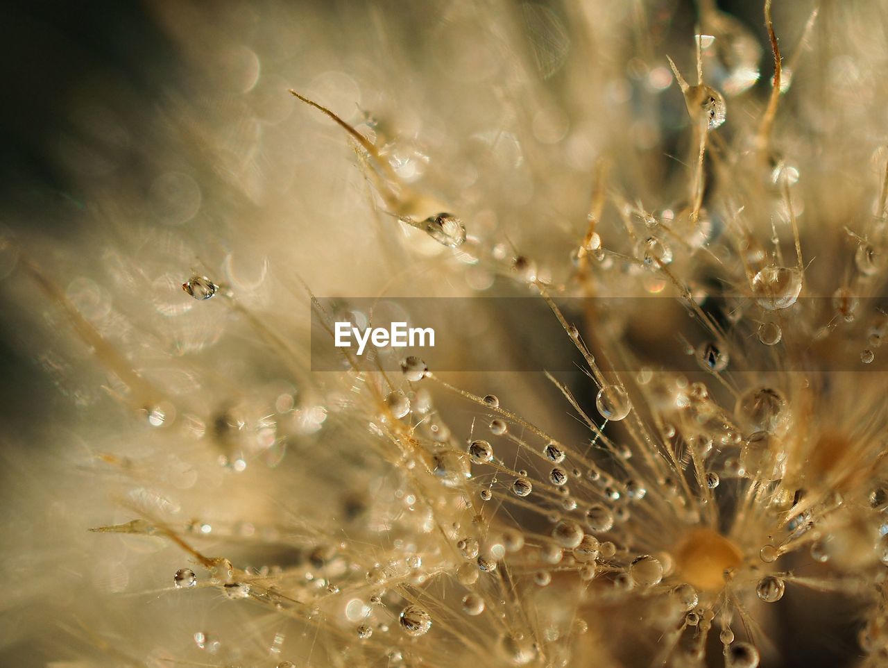 FULL FRAME SHOT OF WET PLANT