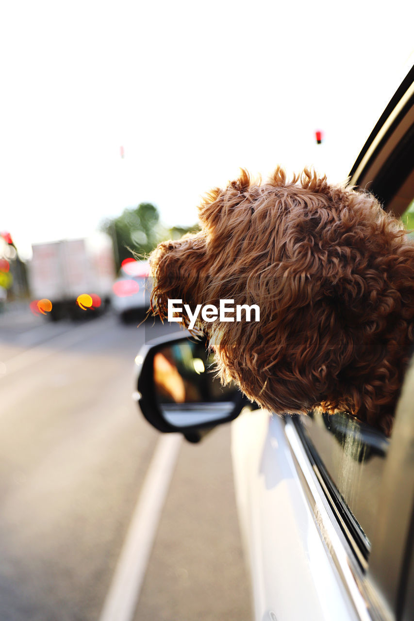 side view of dog sitting on car