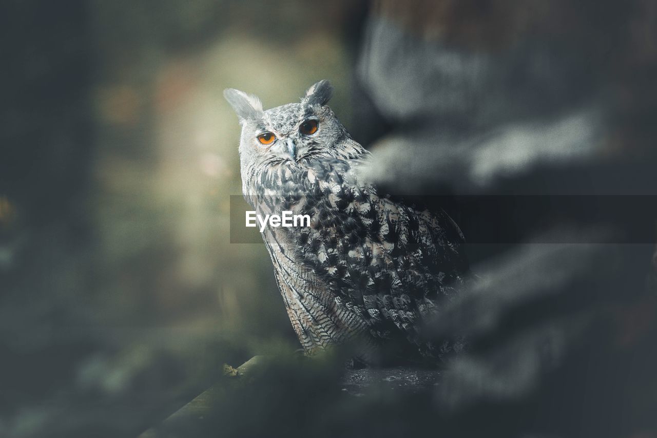 Close-up portrait of owl perching outdoors