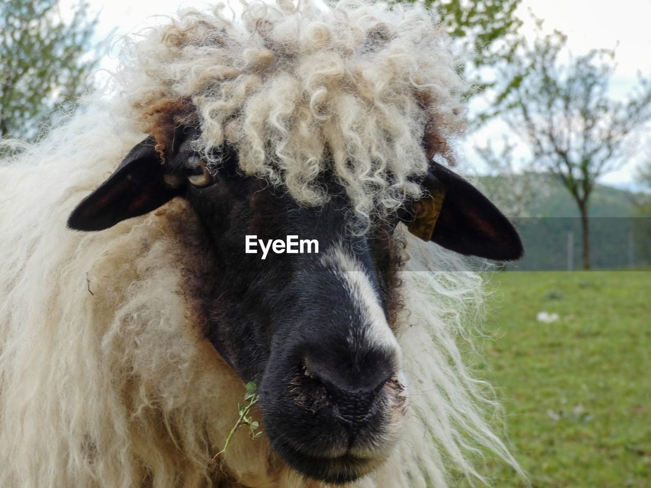 Close-up portrait of a sheep