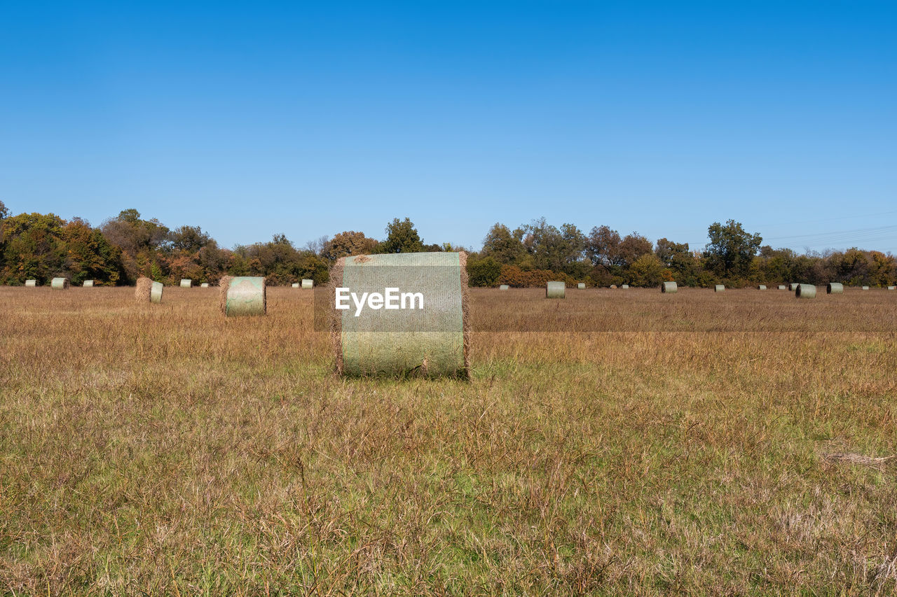 Hay harvested and rolled into round bales filling a farm field and ready to be sold.