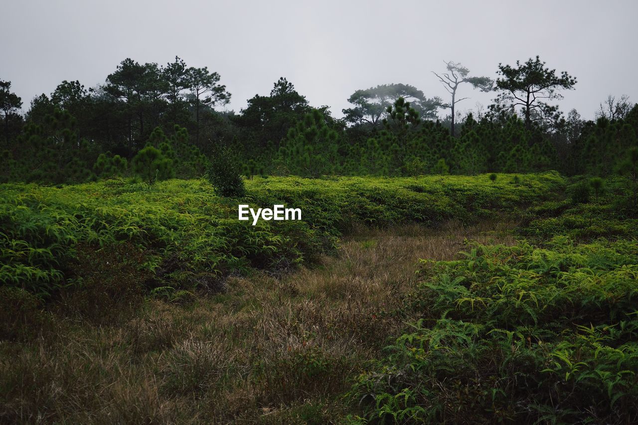 SCENIC VIEW OF FIELD