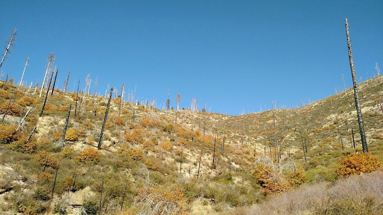 Scenic view of trees against clear sky