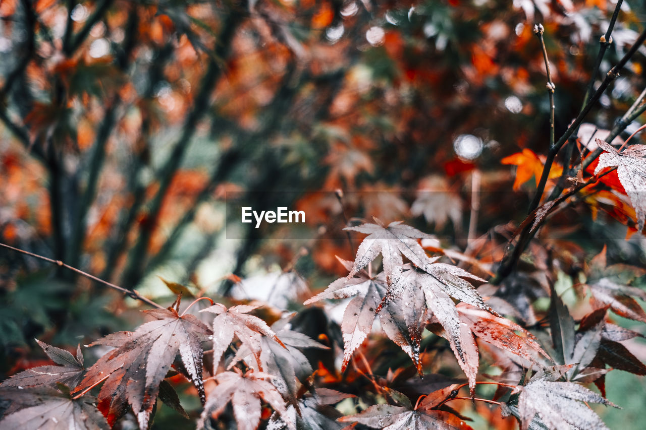 autumn, leaf, plant part, tree, nature, plant, branch, beauty in nature, maple, land, no people, forest, focus on foreground, day, dry, outdoors, tranquility, orange color, maple leaf, autumn collection, environment, close-up, winter, sunlight, leaves, flower, frost, twig, selective focus, spring, landscape, maple tree, cold temperature, fragility