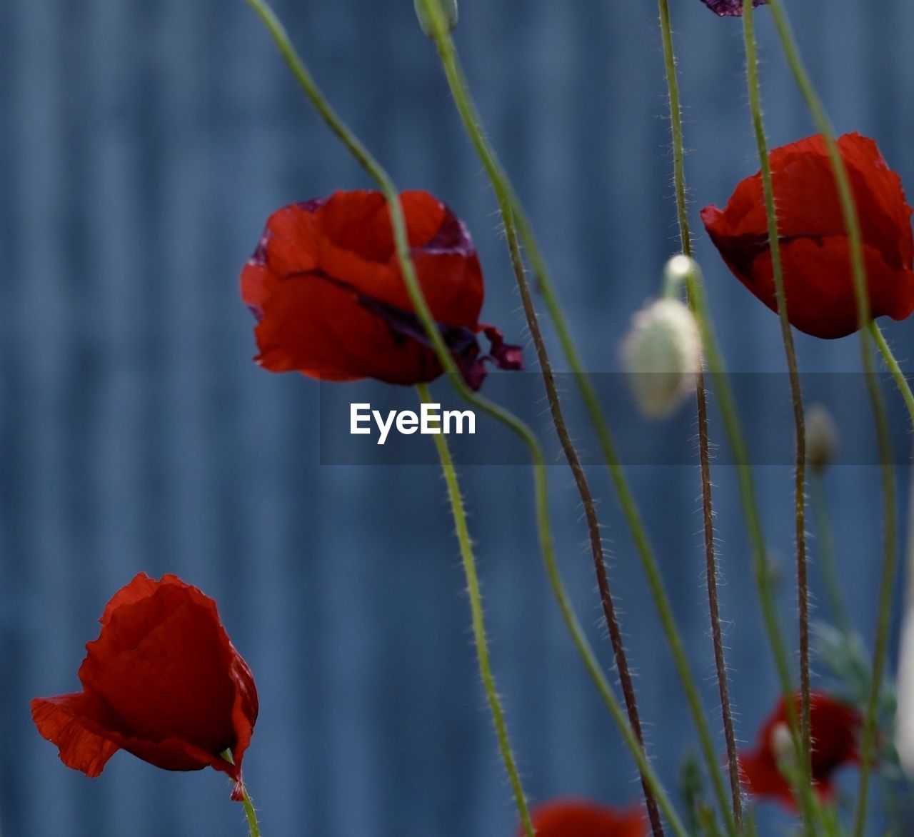 red, plant, flower, poppy, flowering plant, beauty in nature, macro photography, nature, close-up, freshness, growth, plant stem, fragility, petal, focus on foreground, no people, flower head, inflorescence, outdoors, day, rose