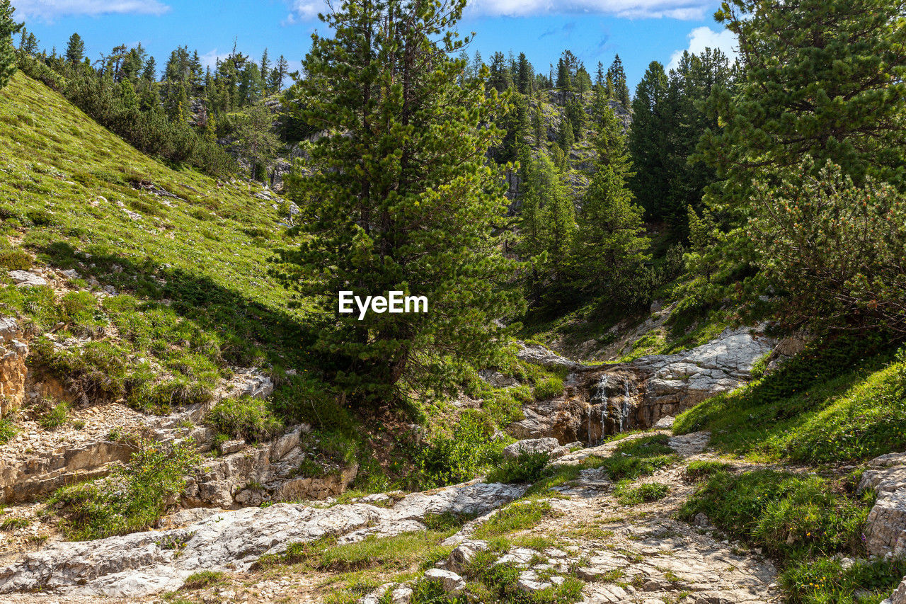 plant, tree, wilderness, beauty in nature, scenics - nature, coniferous tree, ridge, nature, pine tree, land, mountain, pinaceae, forest, sky, trail, environment, pine woodland, landscape, mountain range, non-urban scene, valley, no people, tranquility, walking, green, rock, tranquil scene, cloud, day, ravine, growth, travel, outdoors, travel destinations, stream, mountain pass, plateau, woodland, sunlight, summer, water, vegetation, idyllic, adventure, tourism, activity