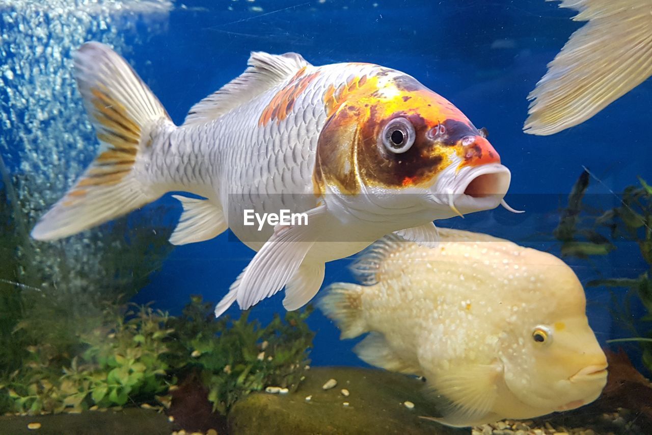 Close-up of fish swimming in aquarium