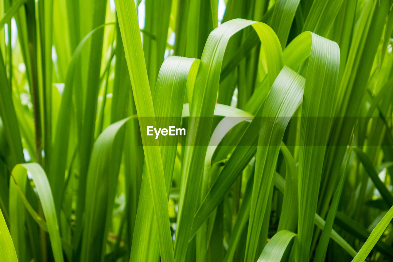 Close-up of green leaves