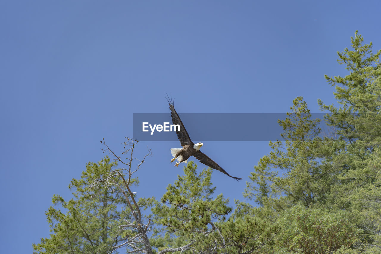 LOW ANGLE VIEW OF BIRD FLYING AGAINST CLEAR SKY