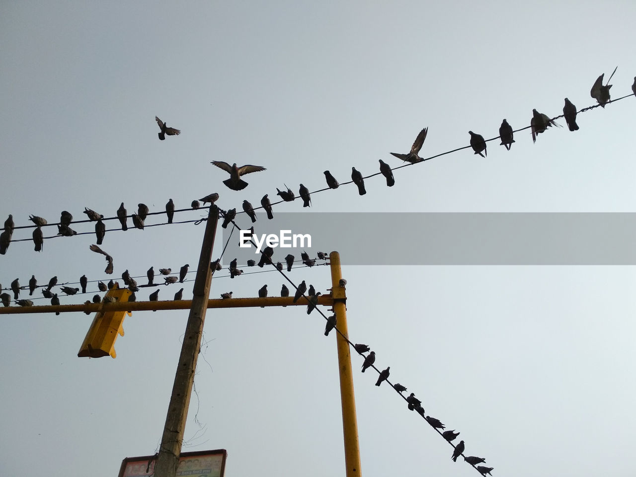 Low angle view of birds flying against sky