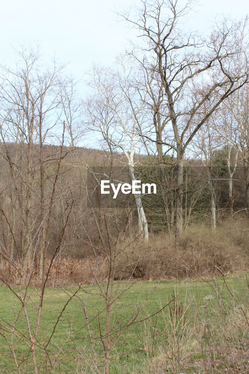 BARE TREES ON GRASSY FIELD AGAINST SKY