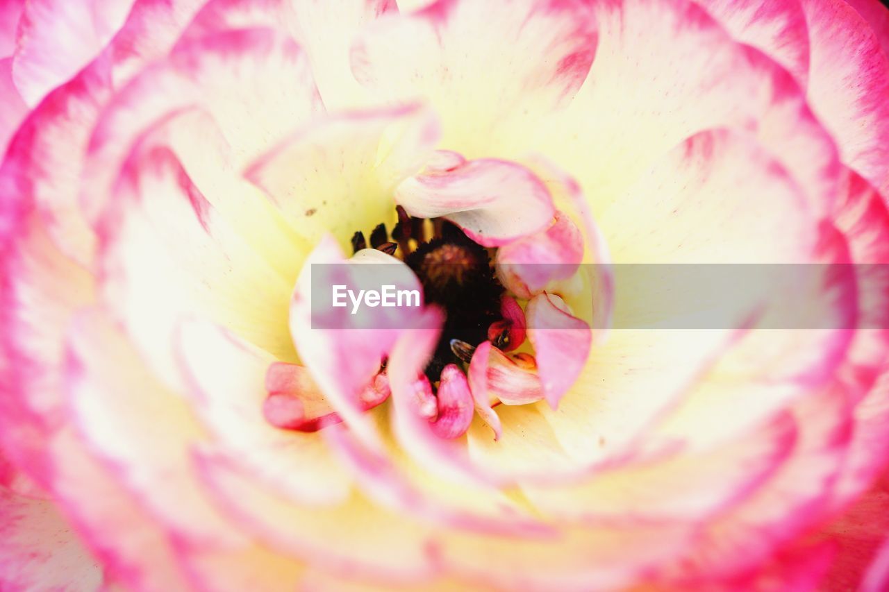 EXTREME CLOSE-UP OF PINK FLOWER