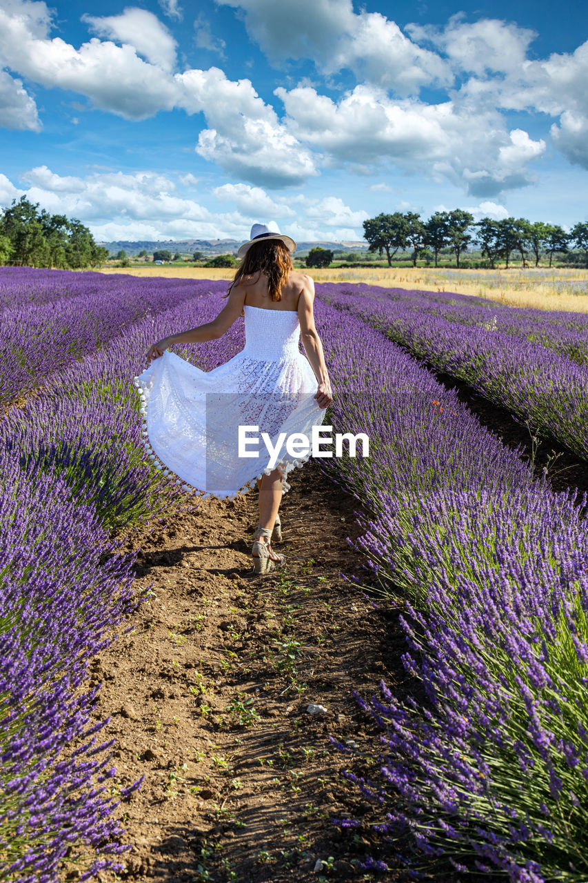 Young woman seen from behind walking in the middle of a lavender field. 
