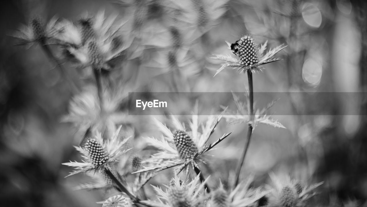 plant, black and white, nature, beauty in nature, flower, monochrome photography, monochrome, flowering plant, growth, grass, close-up, freshness, fragility, environment, no people, leaf, land, macro photography, white, tranquility, black, outdoors, branch, wildflower, focus on foreground, landscape, selective focus, field, dandelion, botany, winter, summer, flower head, inflorescence, meadow, sunlight, day, springtime, softness, pinaceae, social issues, seed, tree, scenics - nature, frost, sky