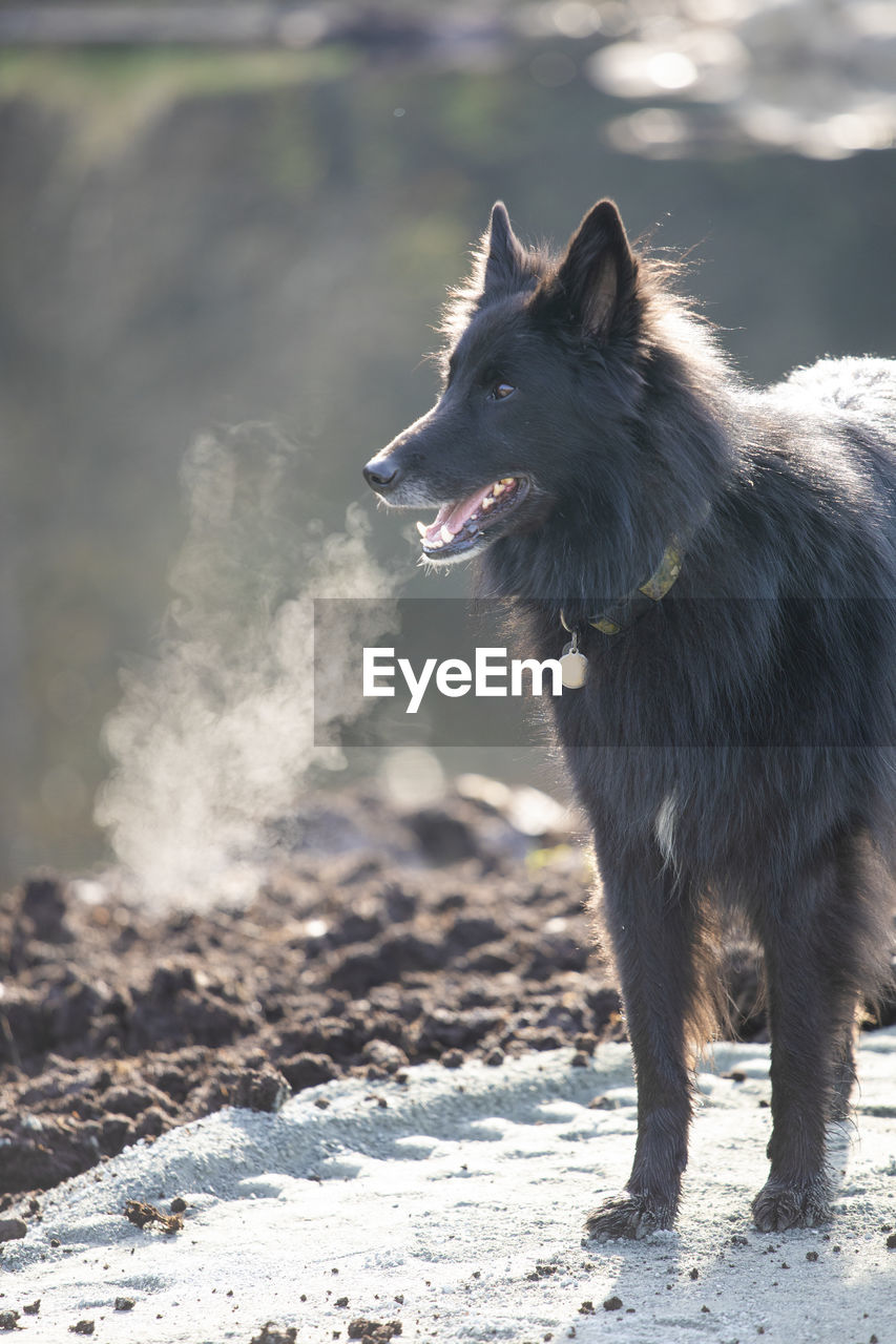 Dog's breath showing on cold day outside.