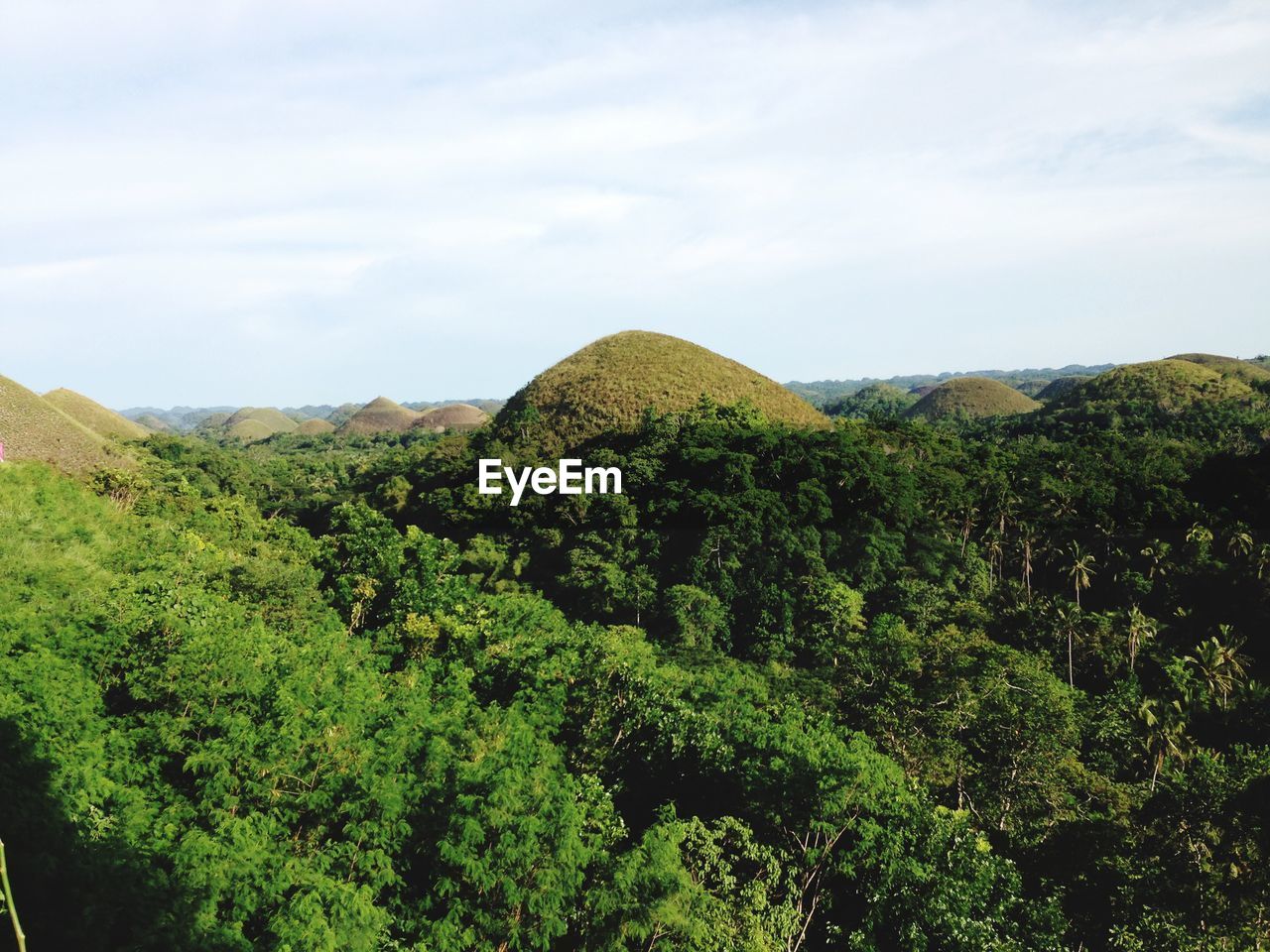 SCENIC VIEW OF TREES AGAINST SKY