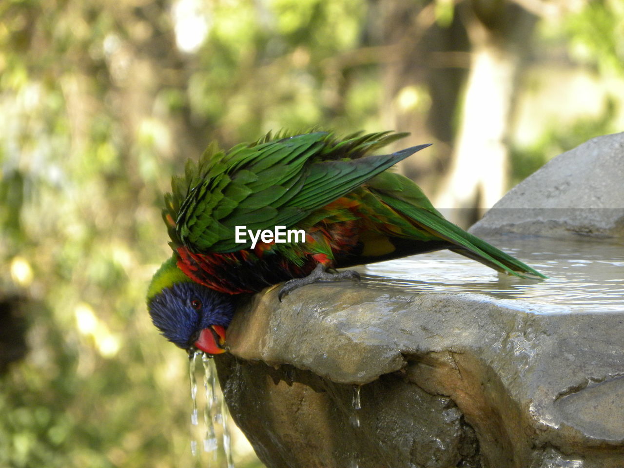 Close-up of parrot perching on rock