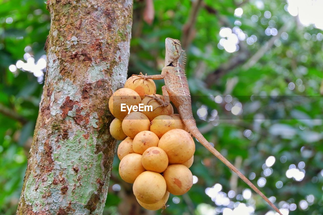 CLOSE-UP OF FRUITS ON TREE TRUNK