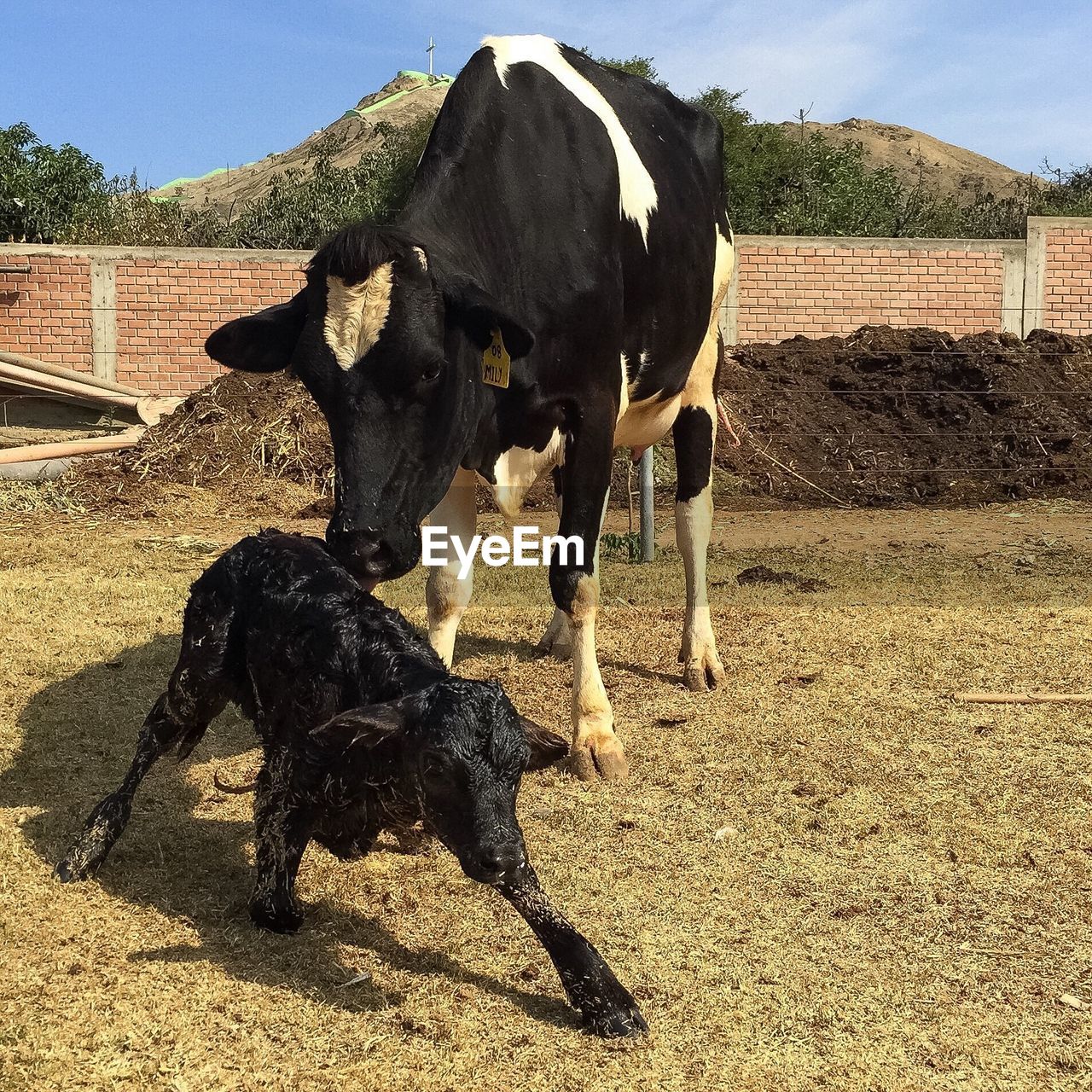 COW ON FIELD