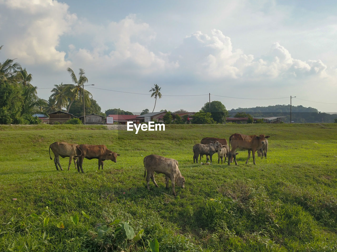 mammal, pasture, animal themes, animal, domestic animals, livestock, agriculture, field, plant, rural area, group of animals, sky, landscape, environment, grass, nature, cloud, grazing, meadow, grassland, land, animal wildlife, natural environment, rural scene, plain, prairie, herd, cattle, pet, farm, no people, wildlife, outdoors, food, environmental conservation, beauty in nature, green, cow, social issues, american bison, tree, travel, scenics - nature, day, travel destinations