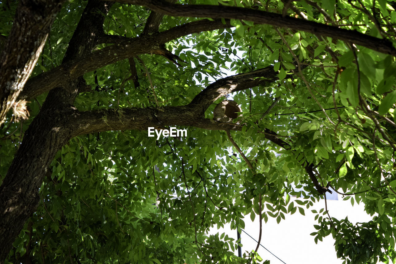 LOW ANGLE VIEW OF TREE AGAINST SKY