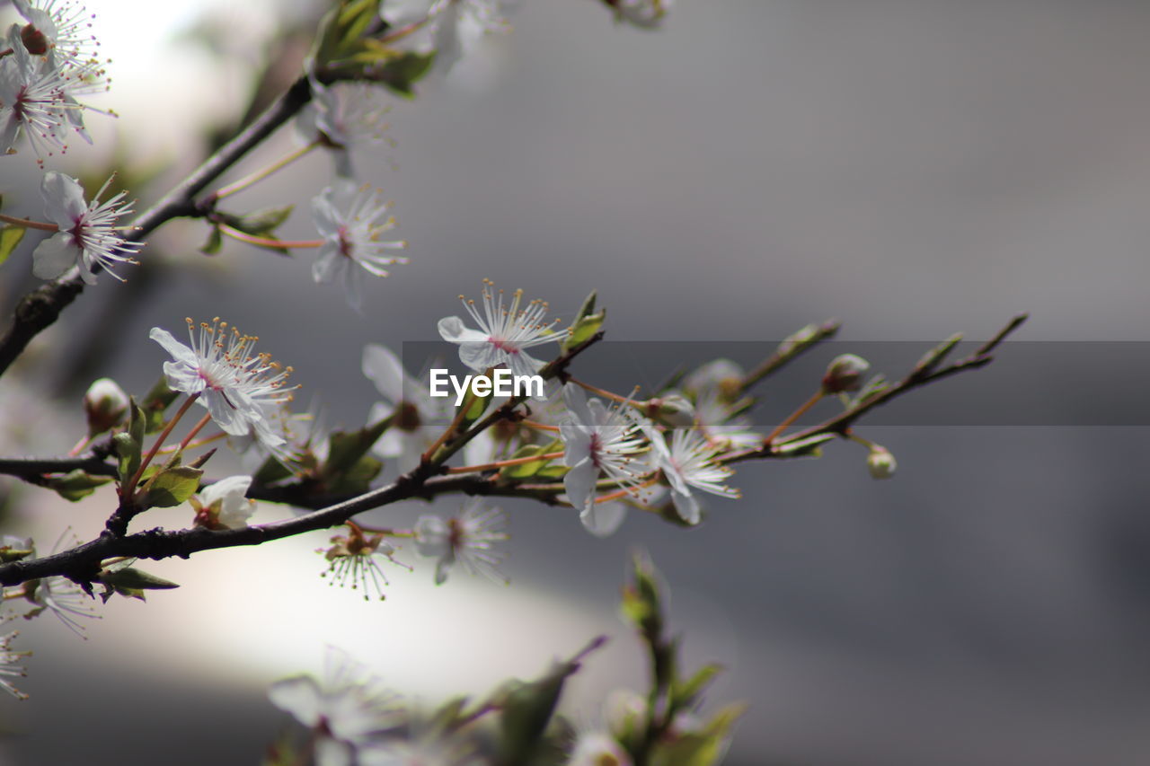 Close-up of cherry blossoms in spring