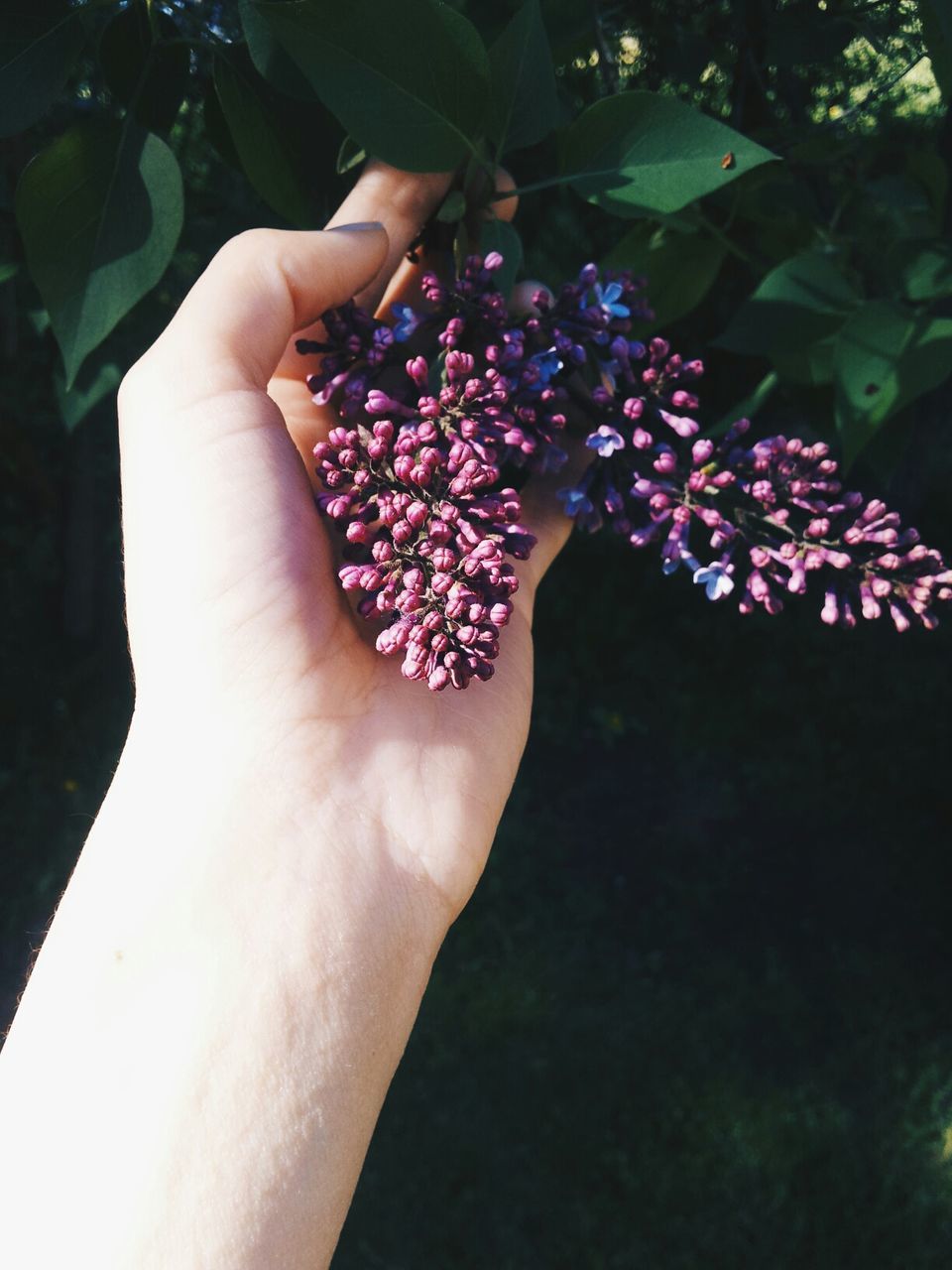 Close-up of person hand holding flower buds
