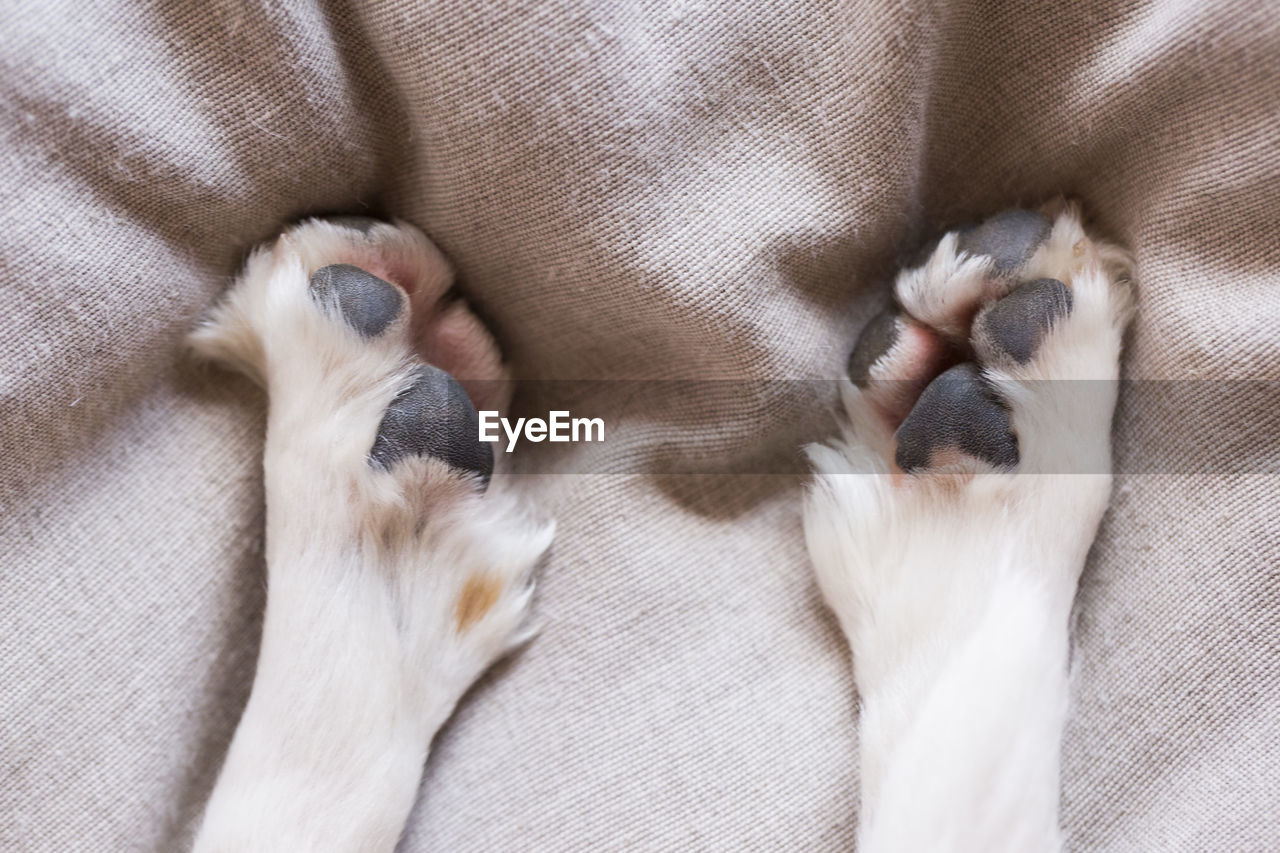 High angle view of dog paws on bed at home