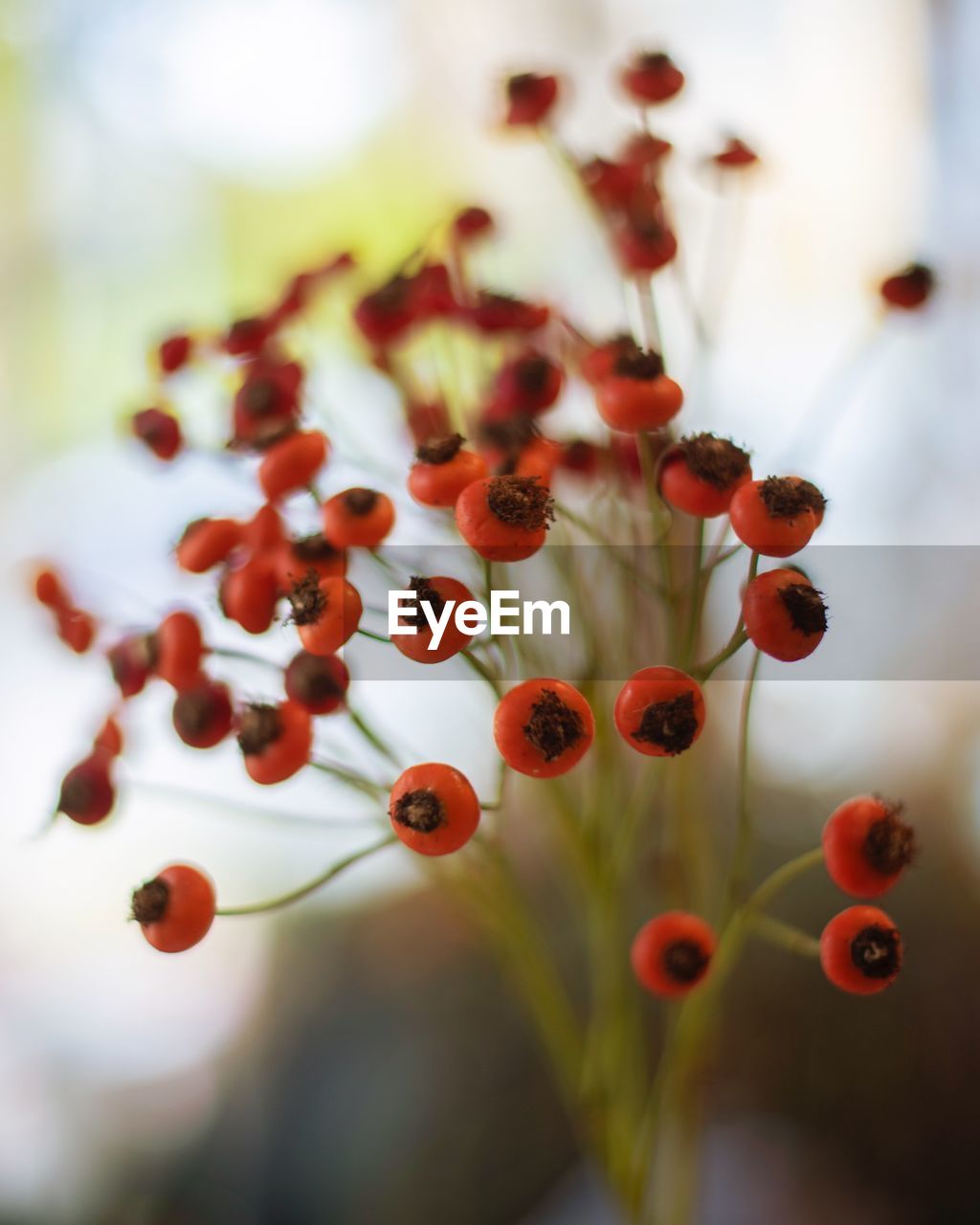 CLOSE-UP OF RED BERRIES