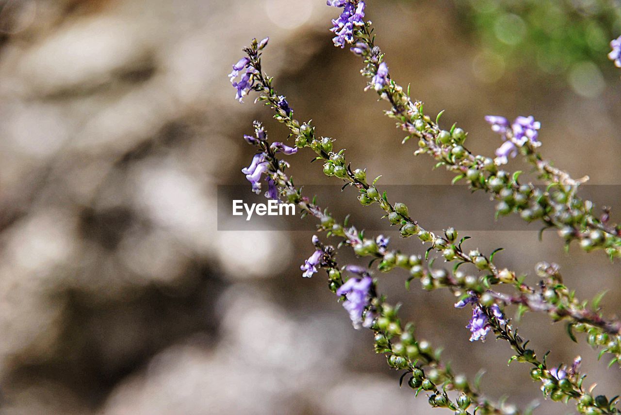 Close-up of purple flowering plant