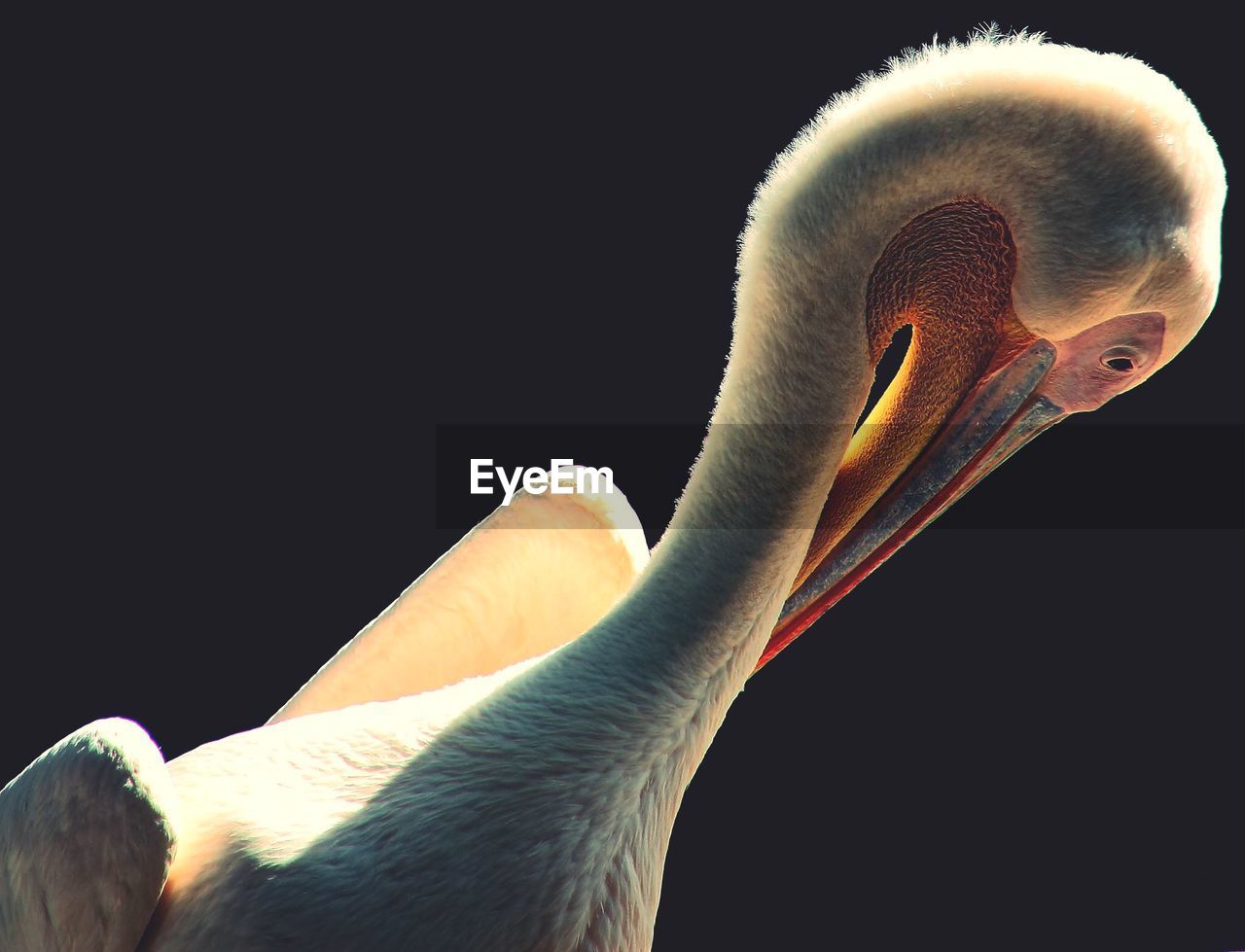 Close-up of pelican preening