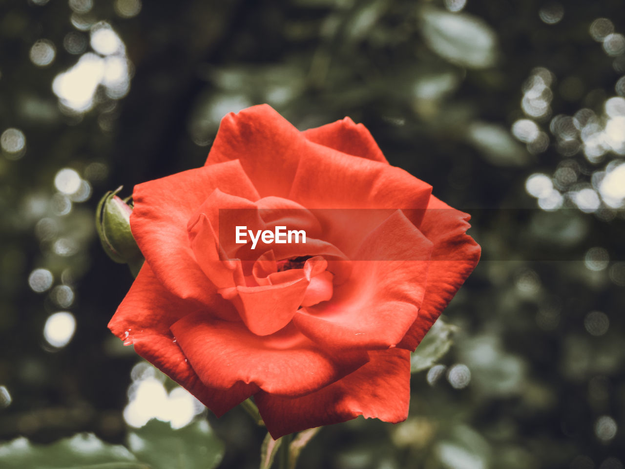 CLOSE-UP OF RED ROSES BLOOMING OUTDOORS