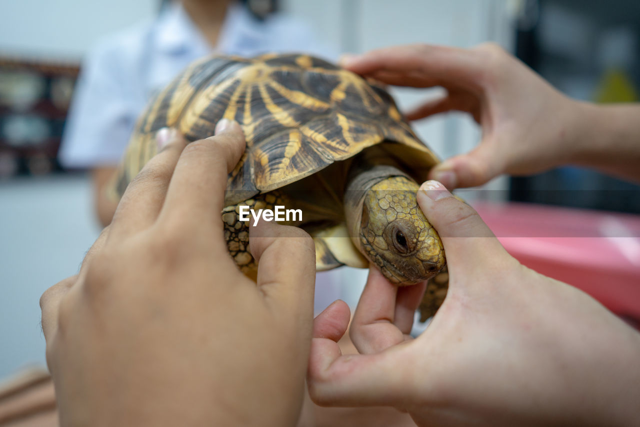 Cropped hands of veterinarians examining tortoise in hospital