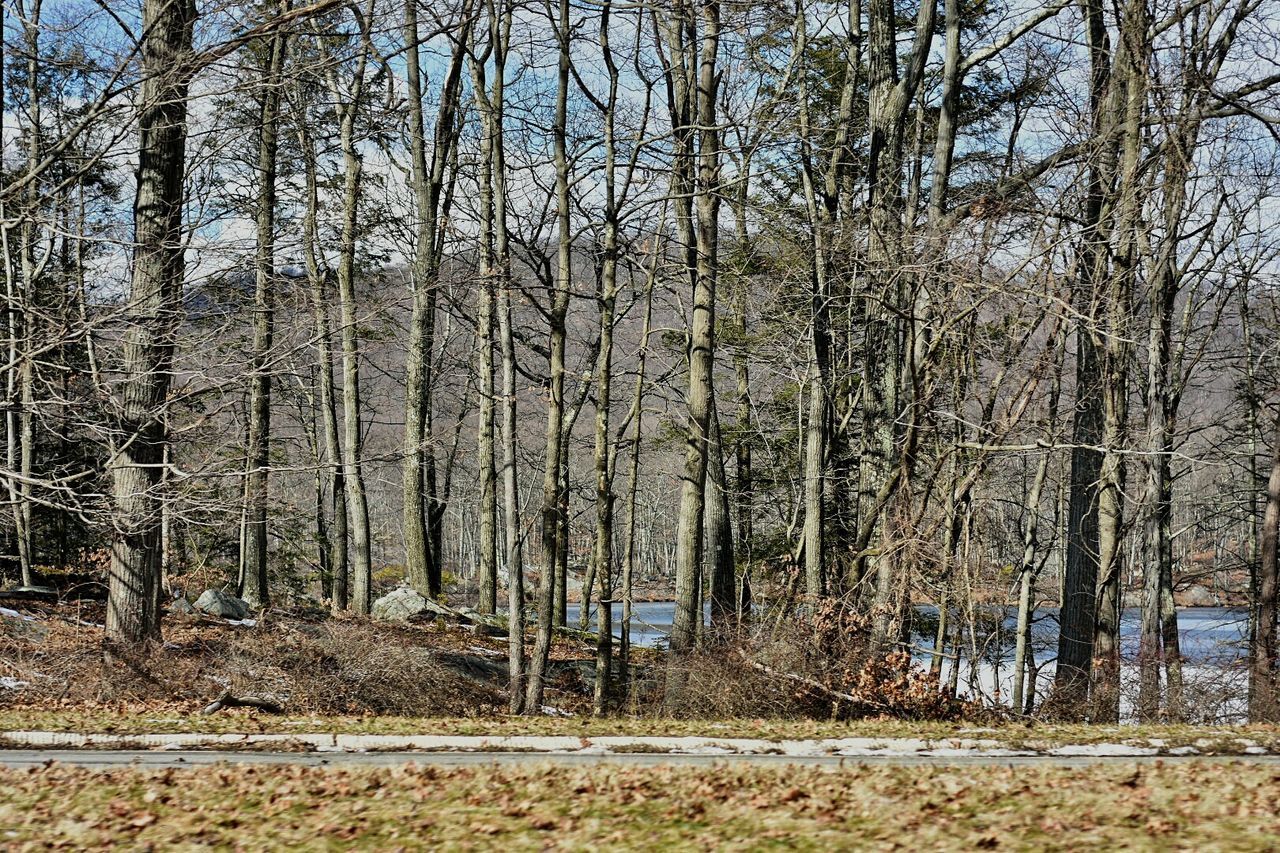 TREES IN PARK