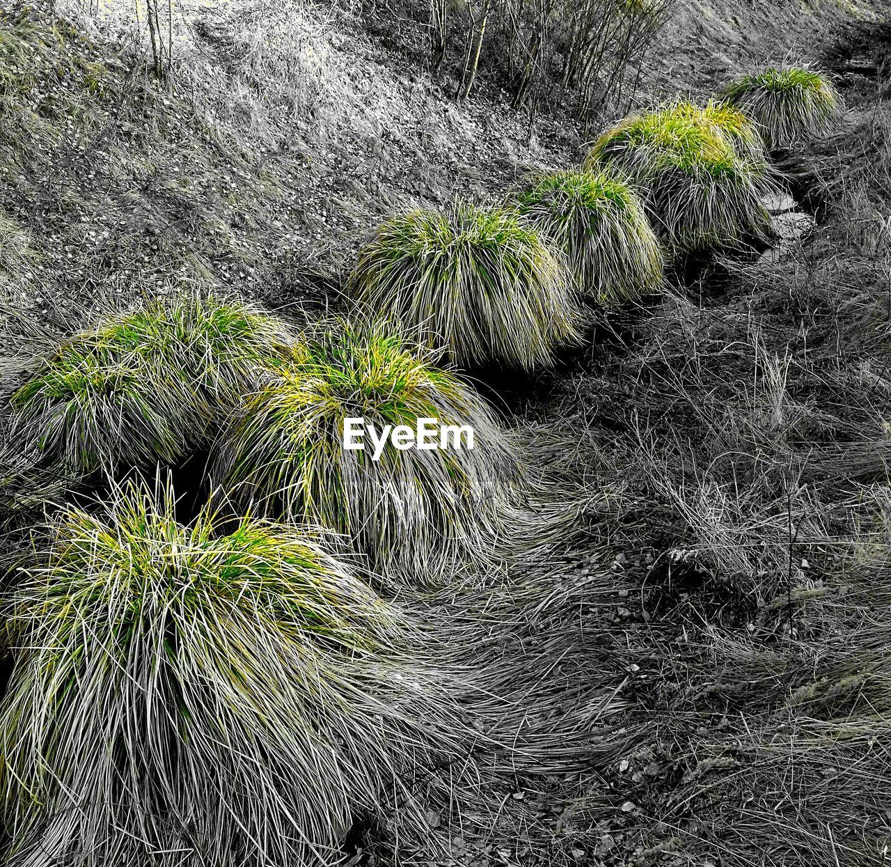 HIGH ANGLE VIEW OF PLANTS GROWING ON LAND