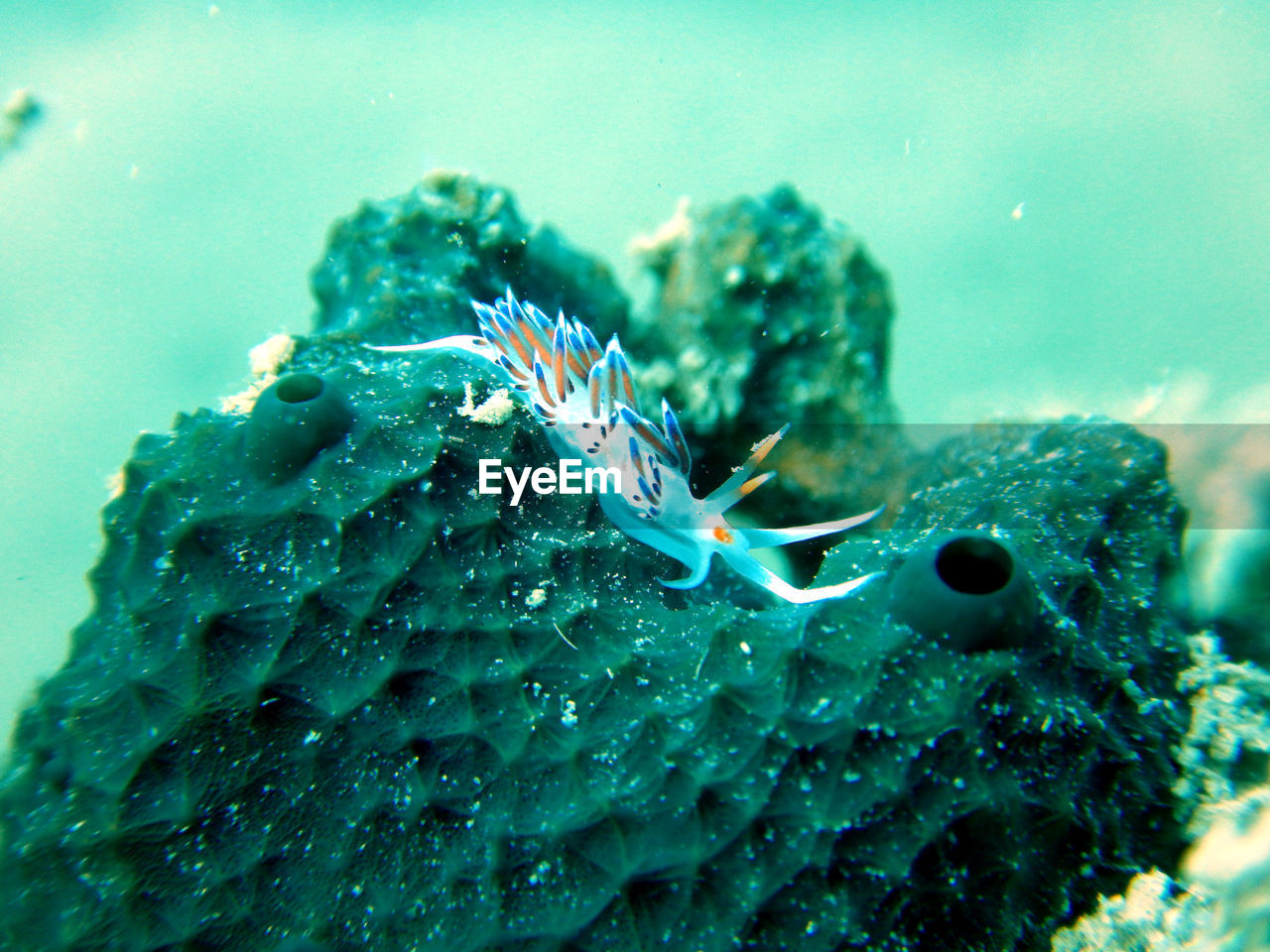 CLOSE-UP OF FISH UNDERWATER