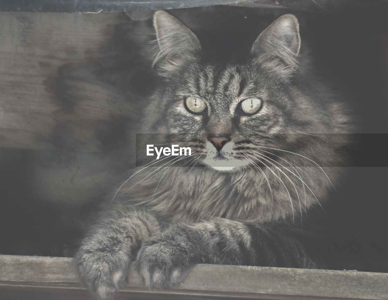 animal, animal themes, mammal, cat, pet, feline, domestic cat, domestic animals, one animal, portrait, whiskers, black and white, looking at camera, monochrome, felidae, no people, small to medium-sized cats, animal hair, black, sitting, animal body part, monochrome photography, indoors