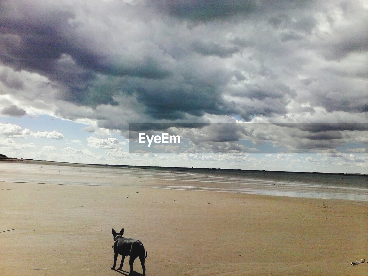 Dog on beach against cloudy sky